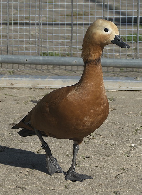 对于孙学龙