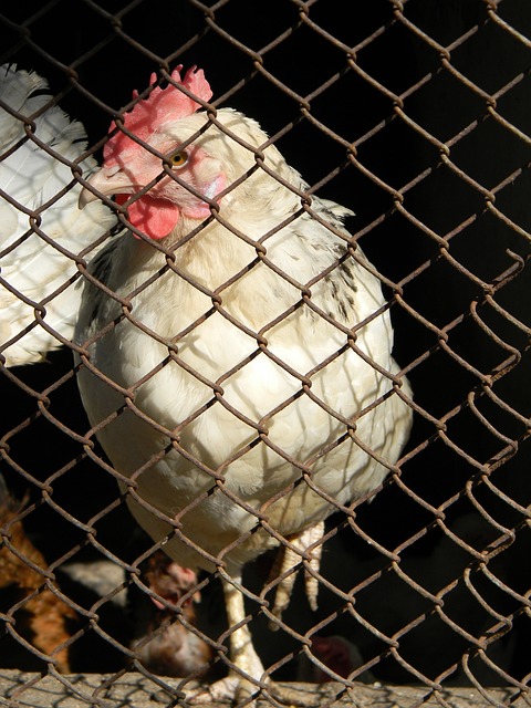 国足的竞技 国足的竞技